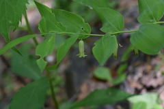 Philadelphus hirsutus