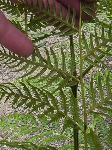 Pteridium esculentum, photograph 3