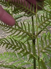 Pteridium esculentum, photograph (c) Ian Rainbow, some rights reserved (CC BY)