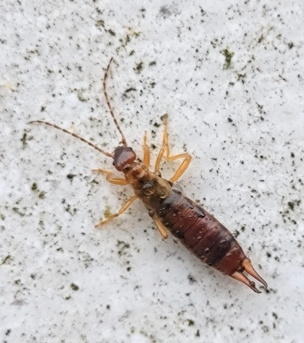 Hop-garden Earwig