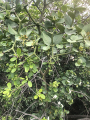 Carissa bispinosa, photograph (c) Duty Makofane, some rights reserved (CC BY)