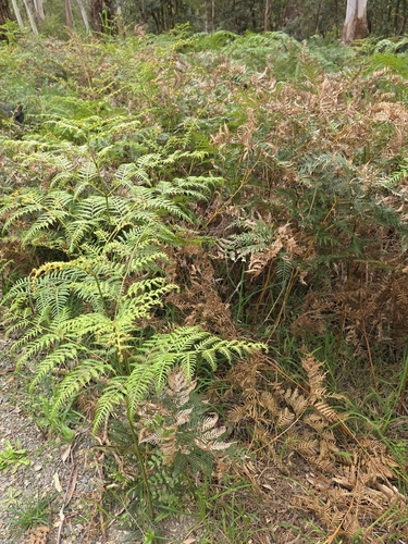 Pteridium esculentum, photograph 4