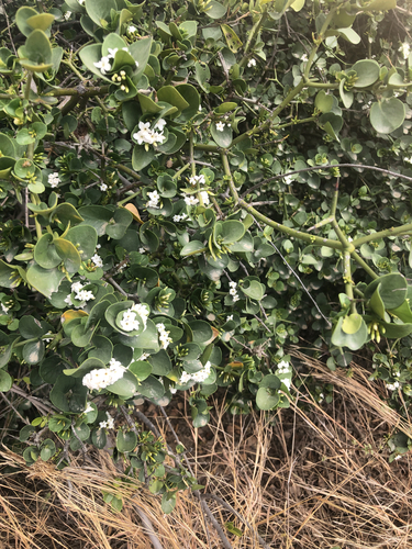 Carissa bispinosa