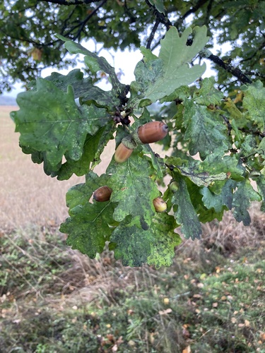 English oak