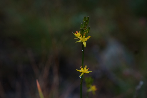 bog asphodel