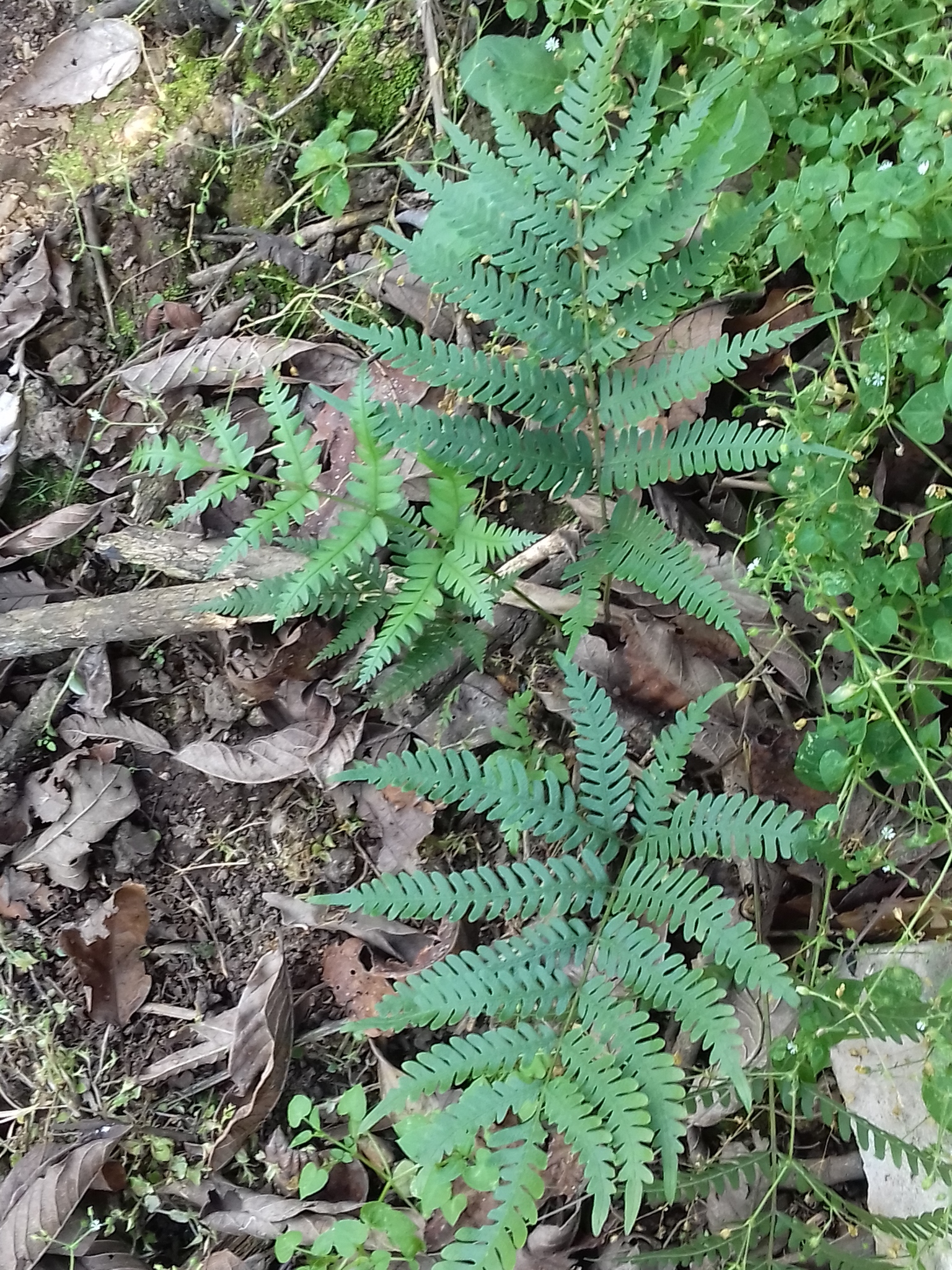 Pteris plumula