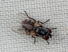 Musca vetustissima