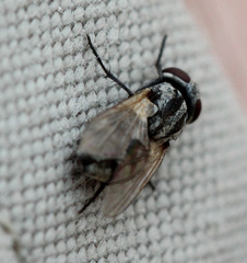Musca vetustissima