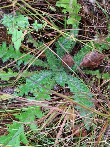 Marsh Thistle