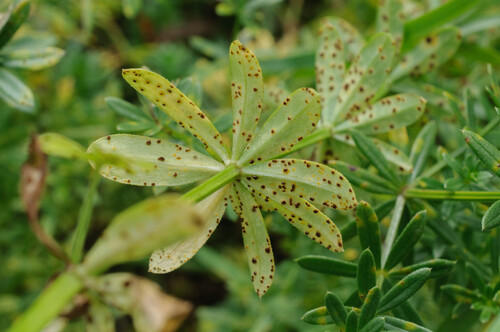 Puccinia punctata