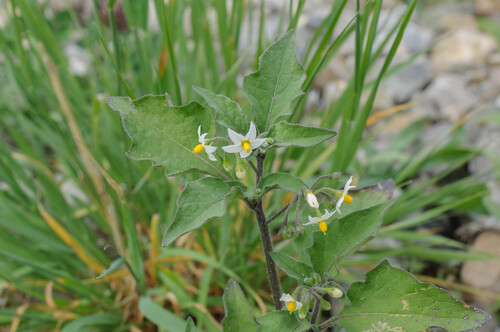 black nightshade