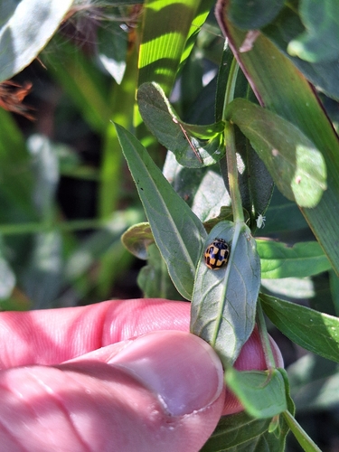 Fourteen-spotted Lady Beetle