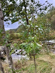 Alnus incana