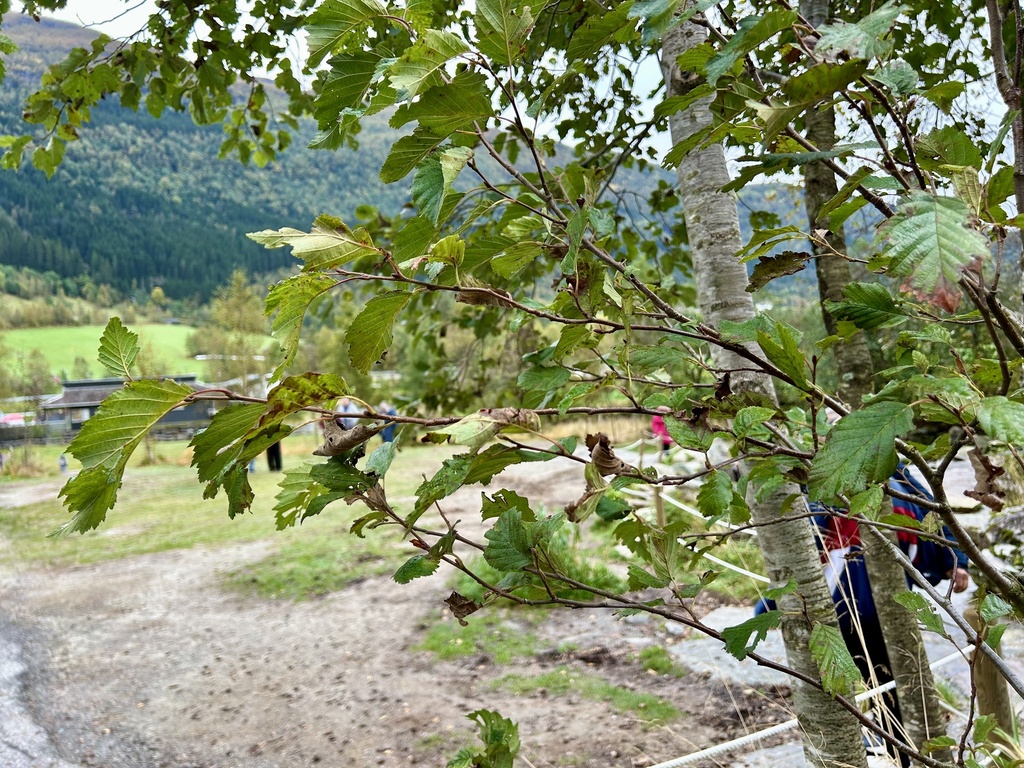Alnus incana; photograph (c) Ann Redmond, some rights reserved (CC BY)