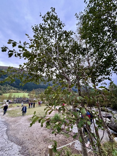 Alnus incana, photograph 2
