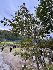 (c) Ann Redmond, some rights reserved (CC BY) Alnus incana, photograph (c) Ann Redmond, some rights reserved (CC BY)
