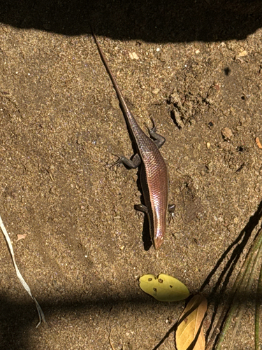 Sri Lanka Bronze Skink