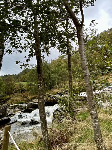 Alnus incana, photograph 3