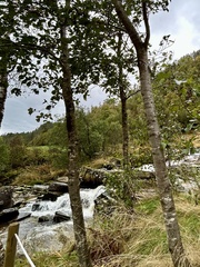 (c) Ann Redmond, some rights reserved (CC BY) Alnus incana, photograph (c) Ann Redmond, some rights reserved (CC BY)