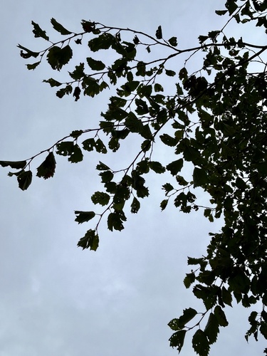 Alnus incana, photograph 4