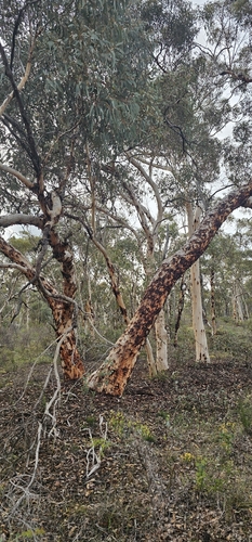 powderbark wandoo