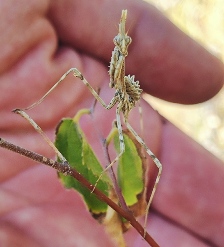 Mediterranean Conehead Mantis