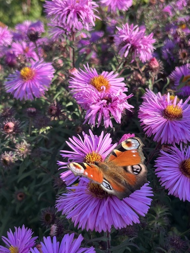 European Peacock Butterfly