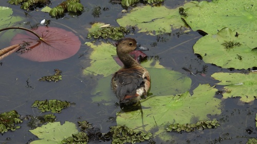 Lesser Whistling-Duck