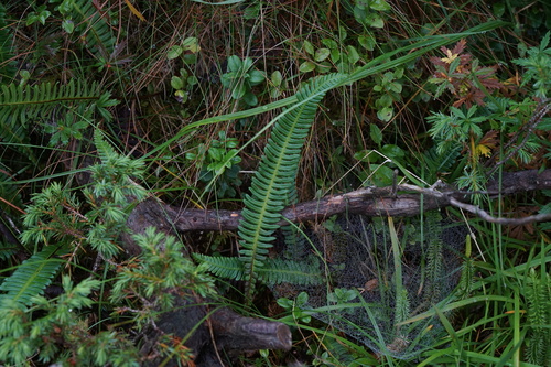 deer fern