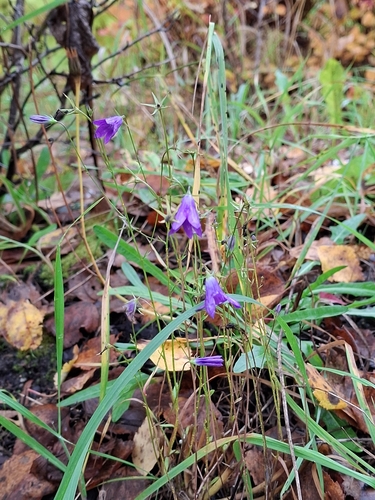 Spreading Bellflower