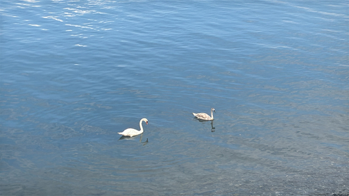 Mute Swan