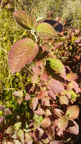 Wayfaring-tree