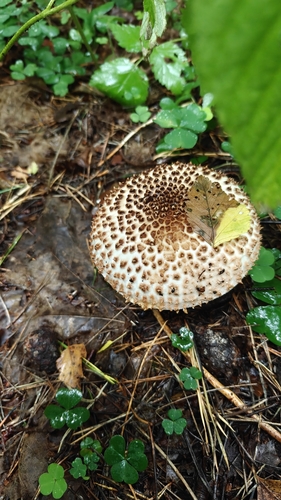 Freckled Dapperling
