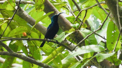 Loten's Sunbird
