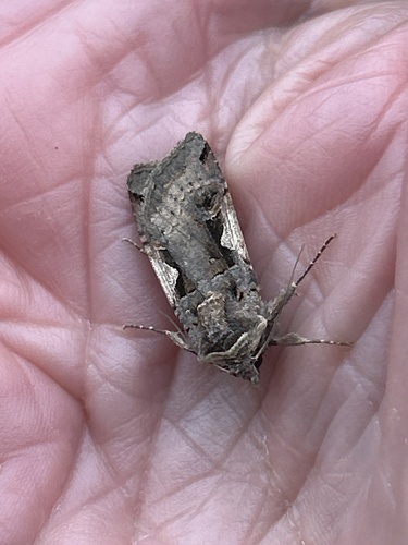 Setaceous Hebrew Character
