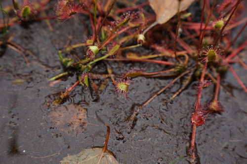 Great Sundew