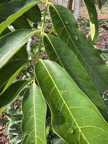 African mahogany