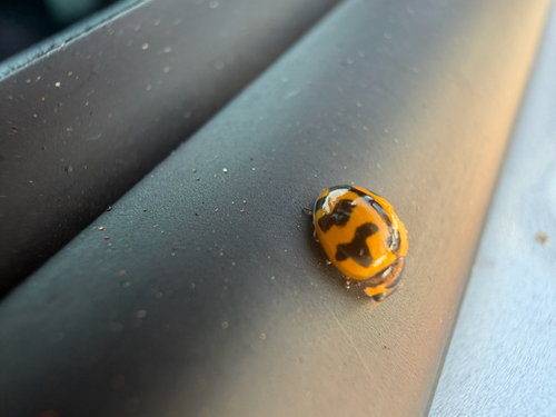 Small Transverse Ladybird Beetle