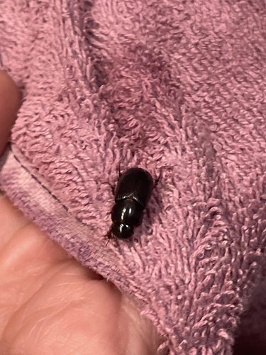 Night-flying Dung Beetle