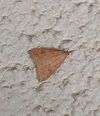 Udea profundalis