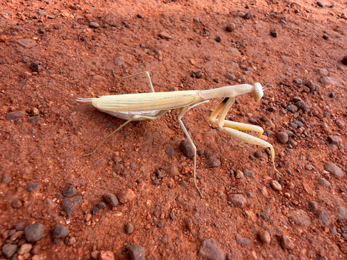 Eight-spot Mantis