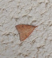 Udea profundalis