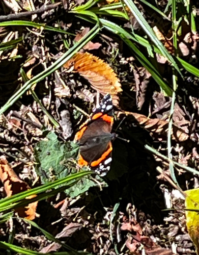 Red Admiral