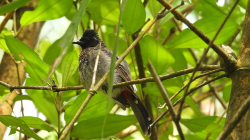 Red-vented Bulbul