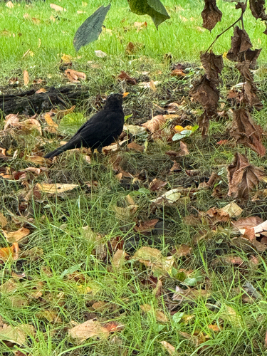 Eurasian Blackbird