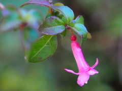 Fuchsia microphylla image