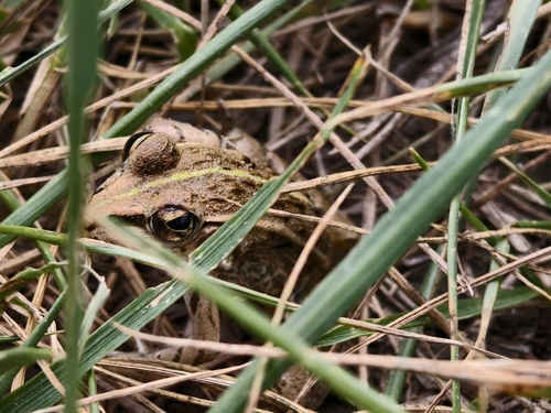 Black-spotted Frog