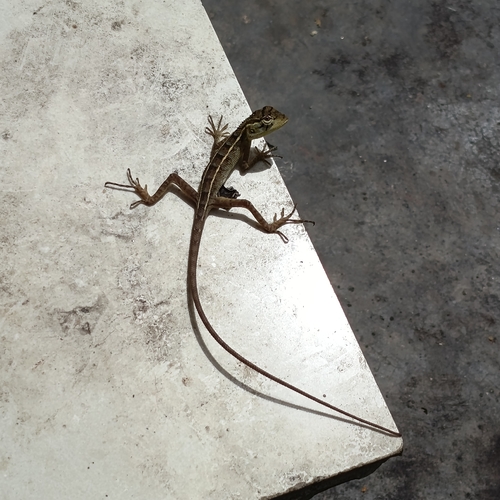 Indian Garden Lizard