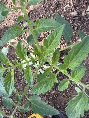 tomato