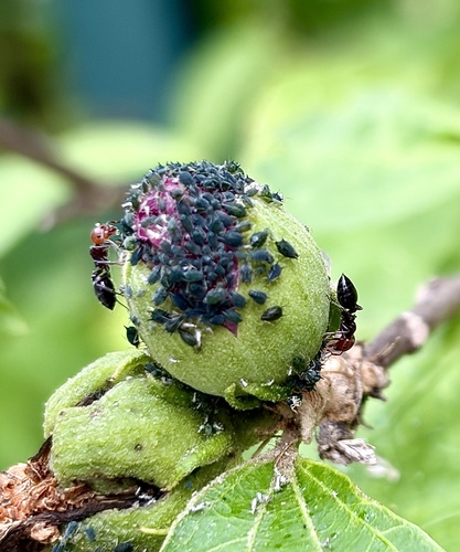 Mediterranean Acrobat Ant
